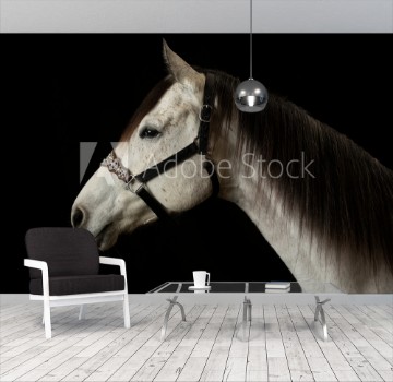 Bild på Sassy on Black Backdrop 2 - color